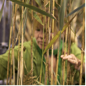 About Us Faux Foliage - Making Bamboo at StoneDog Studios